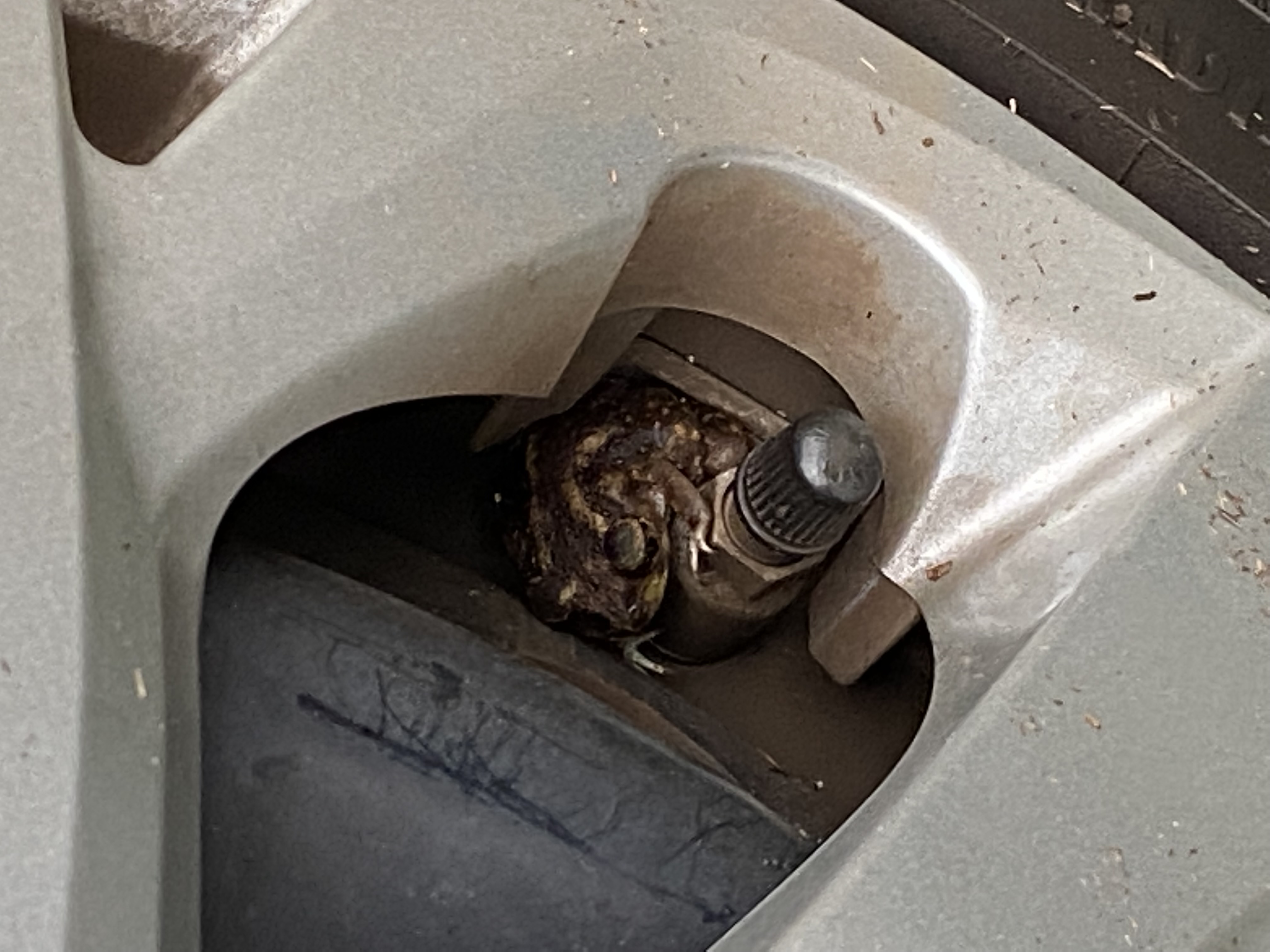 Frog chilling in a tire
